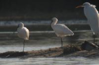 Platalea leucorodia