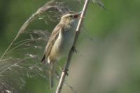 Acrocephalus schoenobaenus