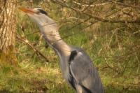 Ardea cinerea