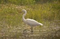 Ardea alba