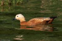 Tadorna ferruginea