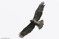 Circaetus gallicus