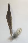Picus viridis