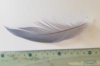 Ardea cinerea