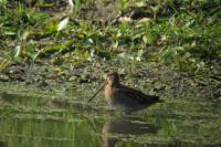 Gallinago gallinago
