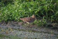Gallinago gallinago