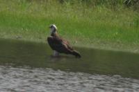 Pandion haliaetus