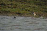 Charadrius alexandrinus