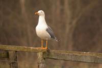 Larus michahellis