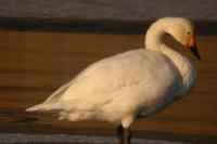 Cygnus columbianus