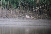 Limosa lapponica