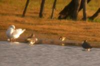 Calidris melanotos