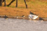 Calidris melanotos