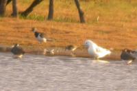 Calidris melanotos