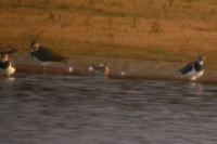 Calidris melanotos