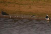 Calidris melanotos