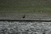Calidris alpina