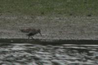 Calidris alpina