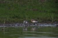 Calidris alba