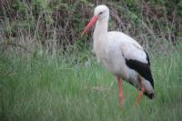 Ciconia ciconia