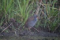 Rallus aquaticus