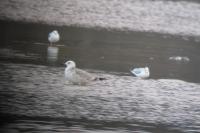 Larus cachinnans
