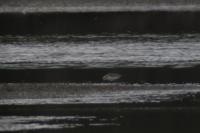 Calidris alba