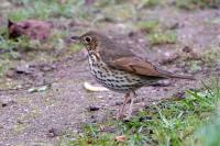 Turdus philomelos