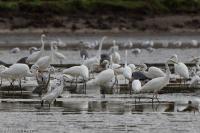 Grande Aigrette