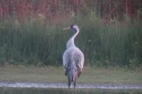 Grus grus