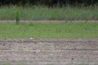 Charadrius dubius