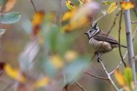 Lophophanes cristatus