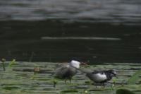 Chlidonias leucopterus
