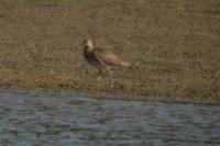 Numenius phaeopus