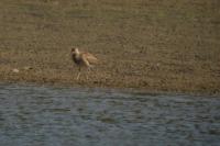 Numenius phaeopus