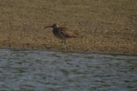Numenius phaeopus