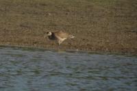 Numenius phaeopus