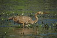 Ardea purpurea