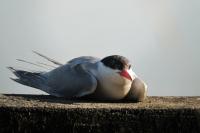 Sterna hirundo