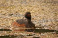 Podiceps nigricollis