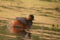 Podiceps nigricollis