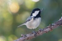 Periparus ater