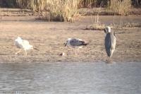 Larus cachinnans