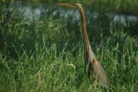 Ardea purpurea