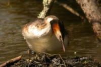 Podiceps cristatus
