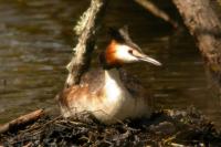 Podiceps cristatus