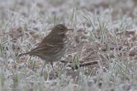 Anthus spinoletta