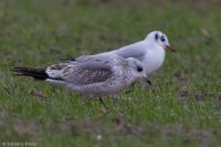 Larus canus