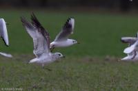 Larus canus
