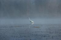 Ardea alba